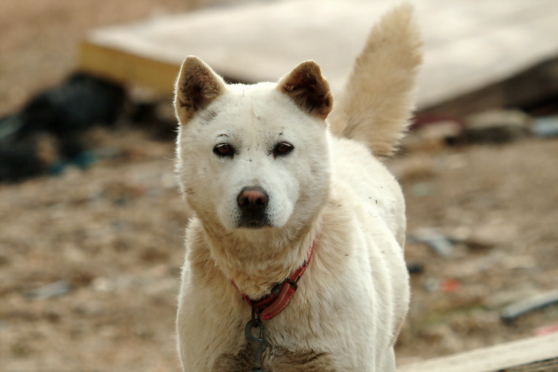 Jindo Dog - Korea; DISPLAY FULL IMAGE.