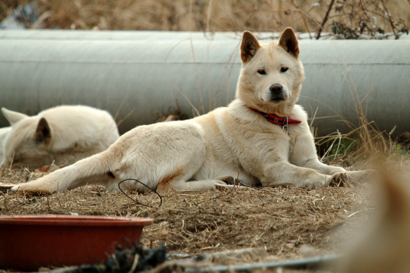 Jindo Dog - Korea; DISPLAY FULL IMAGE.