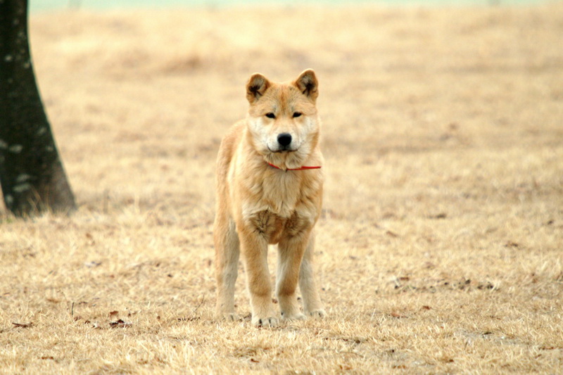 Jindo Dog - Korea; DISPLAY FULL IMAGE.