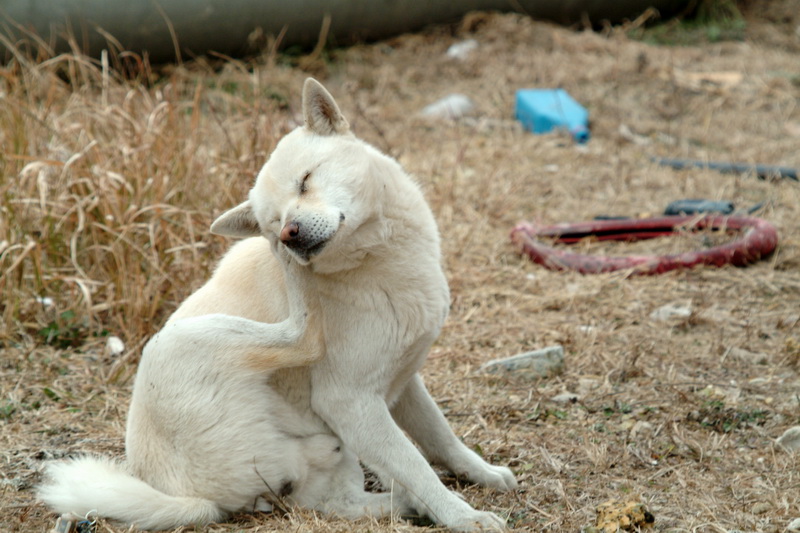 Jindo Dog - Korea; DISPLAY FULL IMAGE.