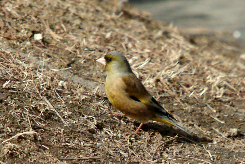 Coccothraustes coccothraustes (Hawfinch) {!--콩새-->; DISPLAY FULL IMAGE.