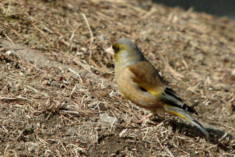 Coccothraustes coccothraustes (Hawfinch) {!--콩새-->; DISPLAY FULL IMAGE.