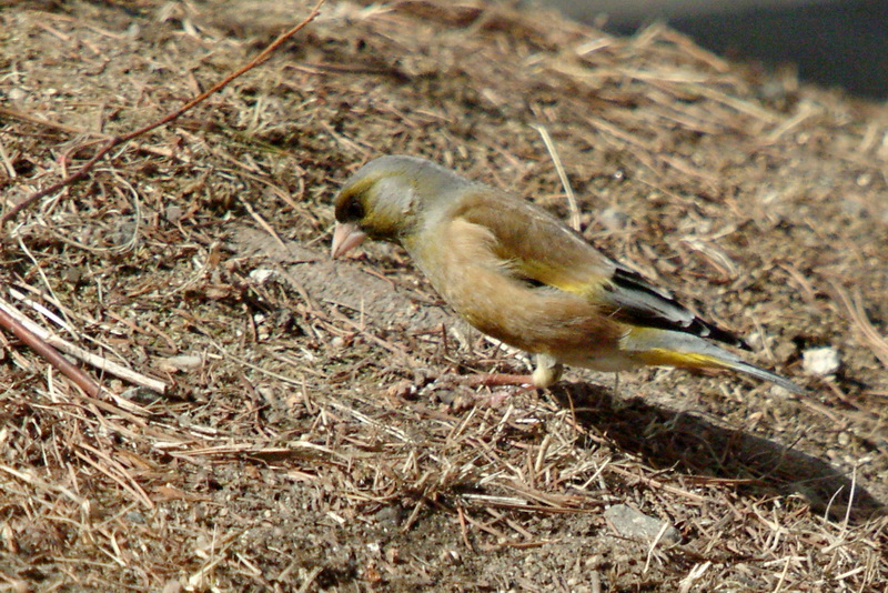 Coccothraustes coccothraustes (Hawfinch) {!--콩새-->; DISPLAY FULL IMAGE.