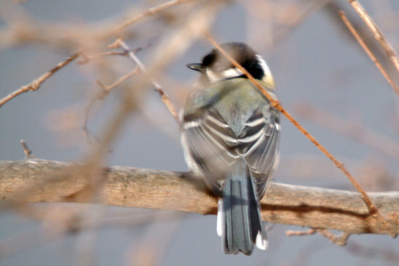 Parus major (Great Tit) {!--박새-->; DISPLAY FULL IMAGE.