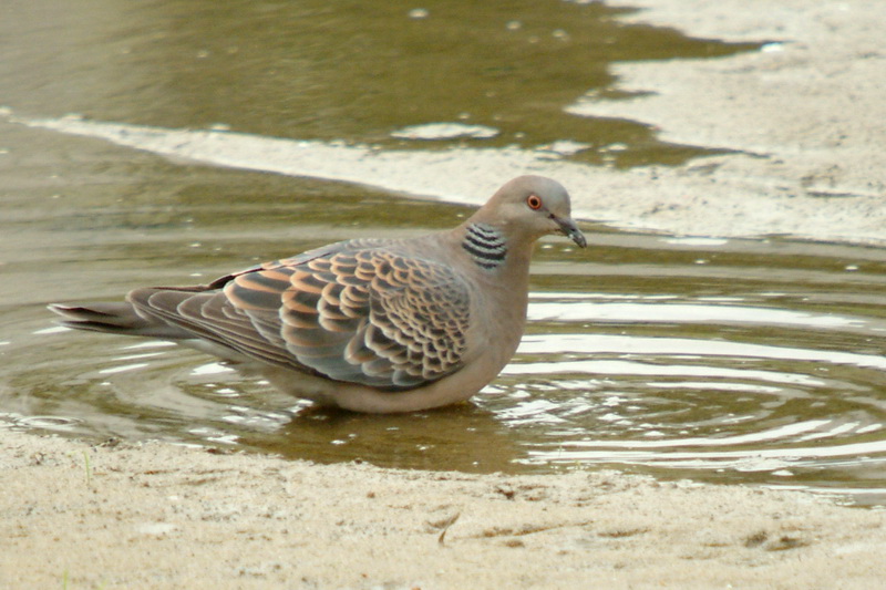 Streptopelia orientalis (Oriental Turtle Dove) {!--멧비둘기-->; DISPLAY FULL IMAGE.