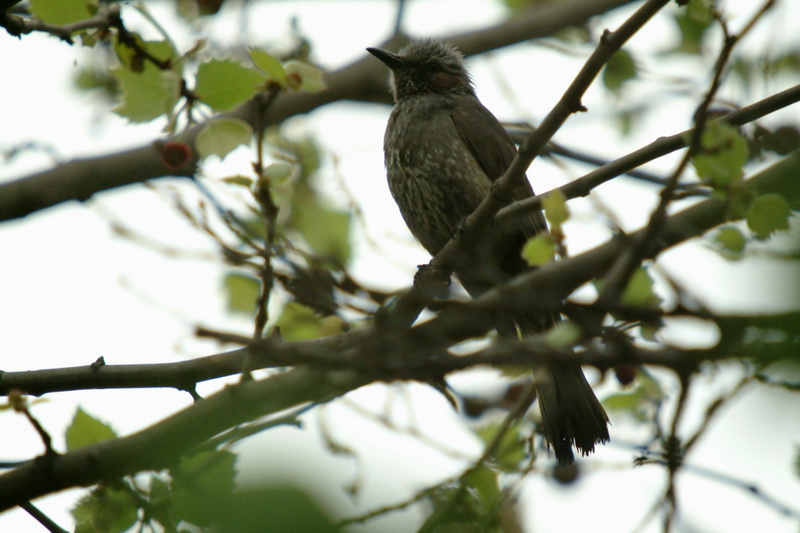 Ixos amaurotis (Brown-eared Bulbul) {!--직박구리-->; DISPLAY FULL IMAGE.