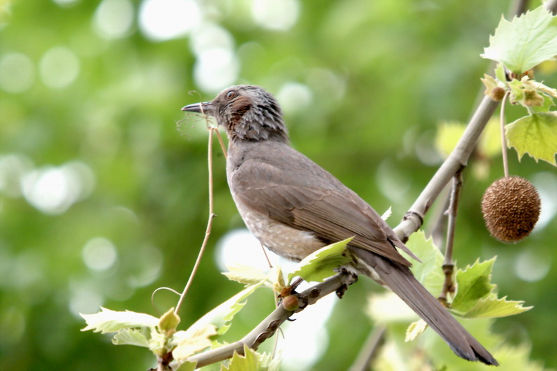 Ixos amaurotis (Brown-eared Bulbul) {!--직박구리-->; DISPLAY FULL IMAGE.