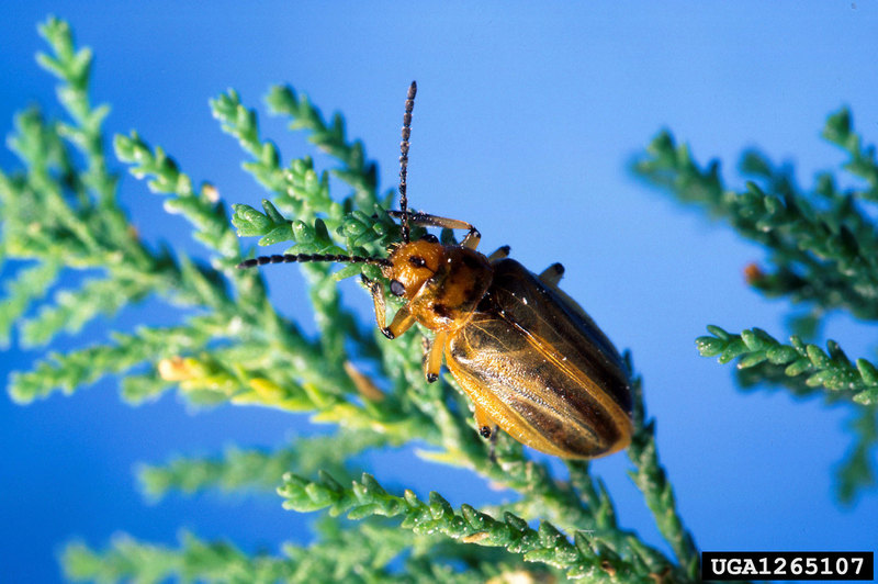 Salt Cedar Leaf Beetle (Diorhabda elongata) {!--솔트세다잎벌레-->; DISPLAY FULL IMAGE.