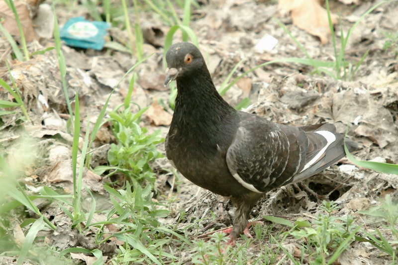 Columba livia domestica (Feral Pigeon) {!--비둘기-->; DISPLAY FULL IMAGE.
