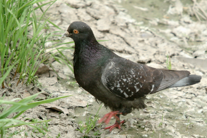 Columba livia domestica (Feral Pigeon) {!--비둘기-->; DISPLAY FULL IMAGE.