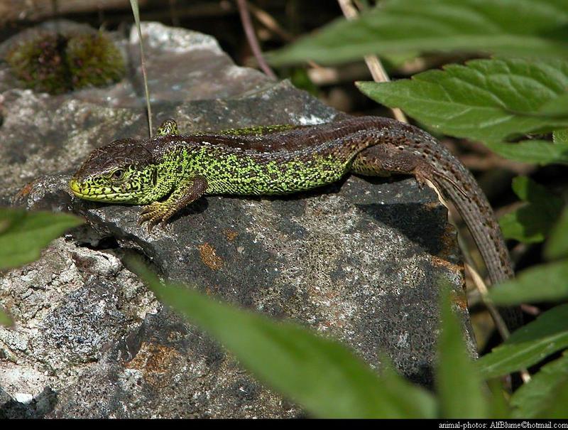 Lacerta Agilis - sandlizard; DISPLAY FULL IMAGE.
