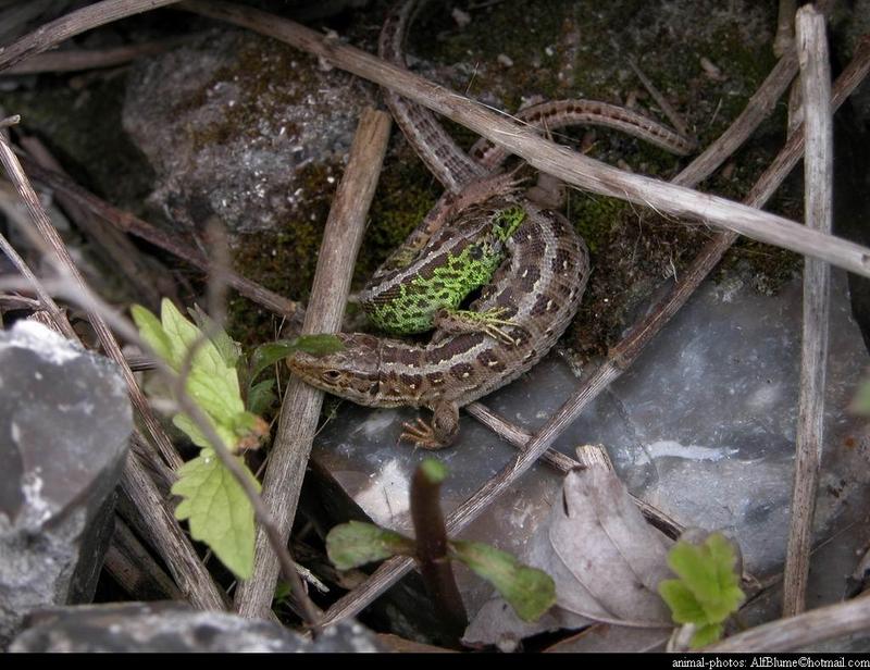 Lacerta Agilis - sandlizard; DISPLAY FULL IMAGE.