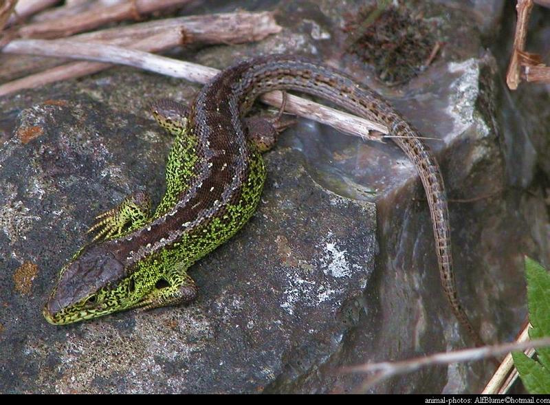 Lacerta Agilis - sandlizard; DISPLAY FULL IMAGE.