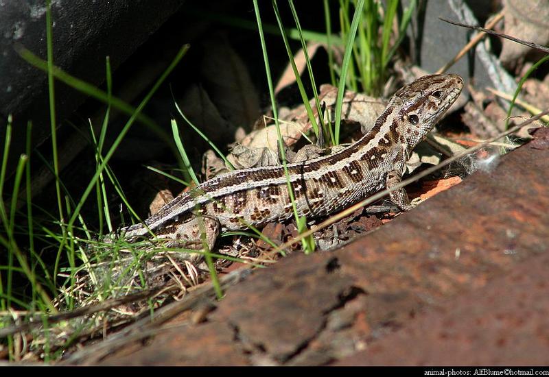 Lacerta Agilis - sandlizard; DISPLAY FULL IMAGE.