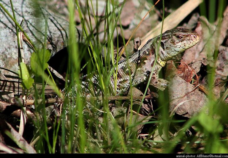 Lacerta Agilis - sandlizard; DISPLAY FULL IMAGE.