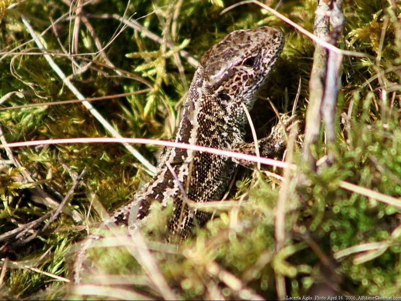 Lacerta Agilis - sandlizard; DISPLAY FULL IMAGE.