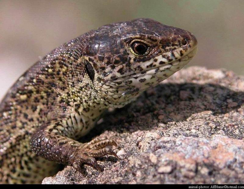 Lacerta Agilis - sandlizard; DISPLAY FULL IMAGE.