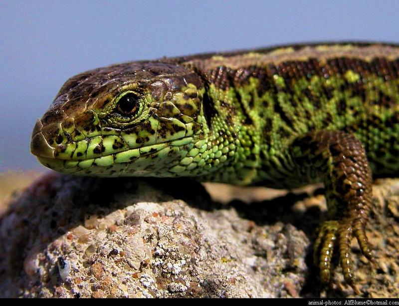 Lacerta Agilis - sandlizard; DISPLAY FULL IMAGE.