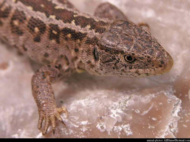 Lacerta Agilis - sandlizard; DISPLAY FULL IMAGE.