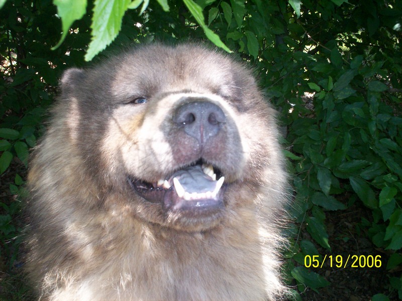 germen chow chow mix; DISPLAY FULL IMAGE.