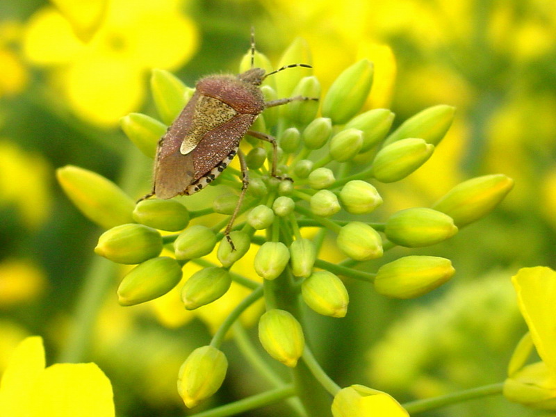 Dolycoris baccarum (Sloe Bug) {!--알락수염노린재-->; DISPLAY FULL IMAGE.