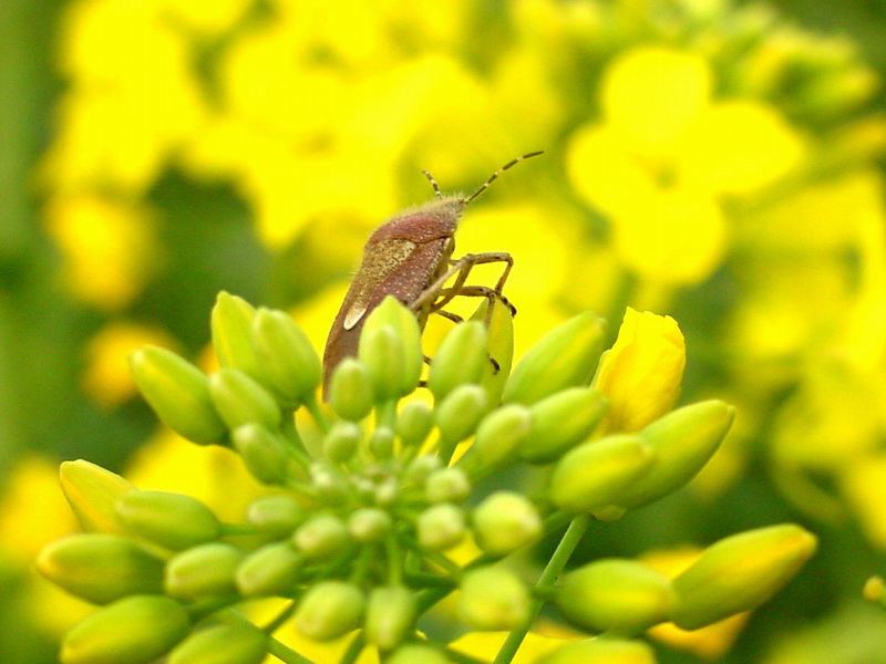 Dolycoris baccarum (Sloe Bug) {!--알락수염노린재-->; DISPLAY FULL IMAGE.
