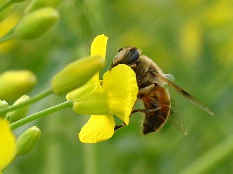 Hoverfly {!--꽃등에-->; DISPLAY FULL IMAGE.