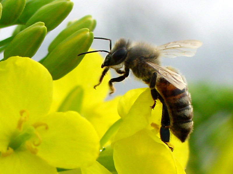 Apis mellifera (Western Honeybee) {!--양봉꿀벌-->; DISPLAY FULL IMAGE.