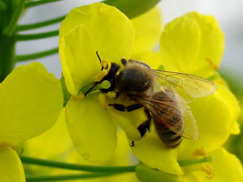 Apis mellifera (Western Honeybee) {!--양봉꿀벌-->; DISPLAY FULL IMAGE.