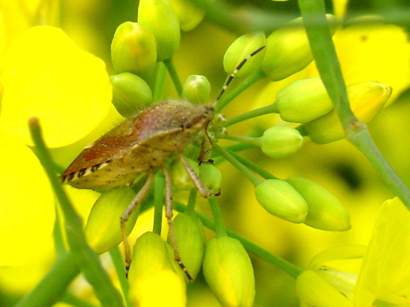 Dolycoris baccarum (Sloe Bug) {!--알락수염노린재-->; DISPLAY FULL IMAGE.