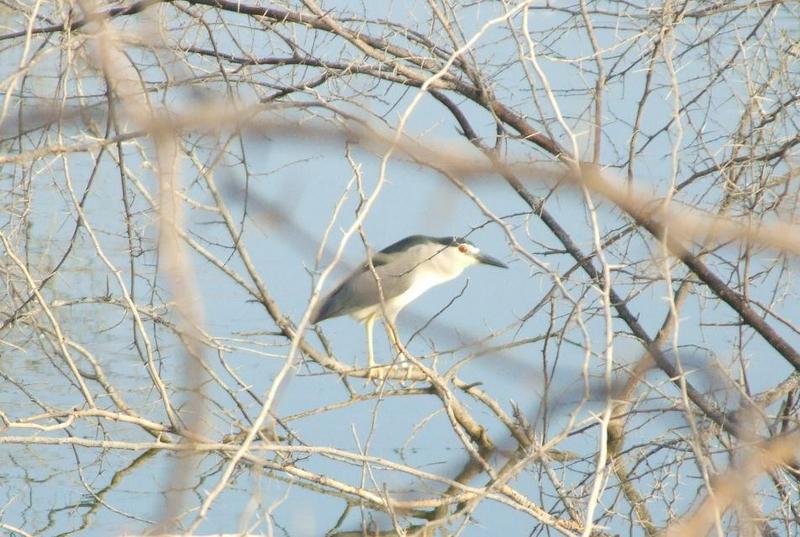 Black-crowned Night Heron (Nycticorax nycticorax),; DISPLAY FULL IMAGE.