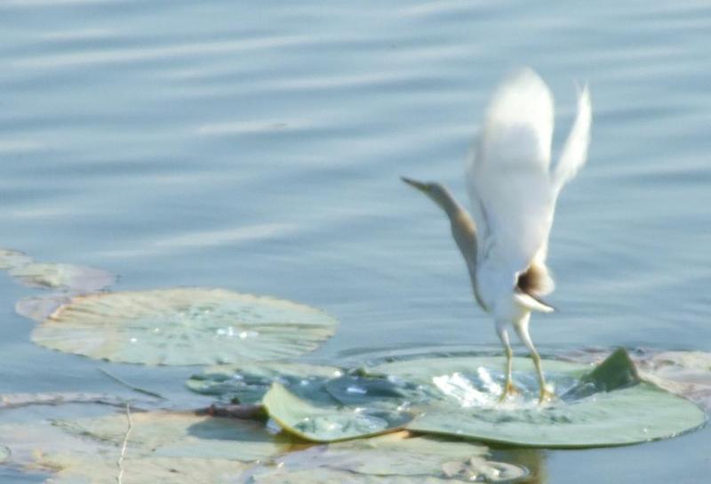 Pond Heron, Copyrights 2006 Maulik Suthar; DISPLAY FULL IMAGE.