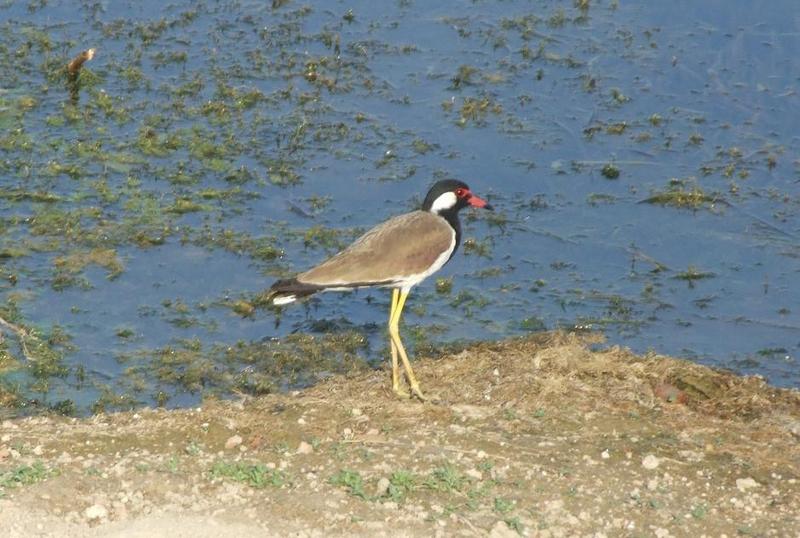 Red-wattled Lapwing (Vanellus indicus) , Copyrights 2006 Maulik Suthar; DISPLAY FULL IMAGE.