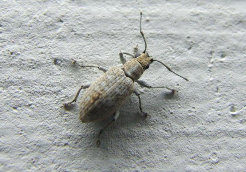 INSECT 1  , Copyrights 2006 Maulik Suthar; DISPLAY FULL IMAGE.