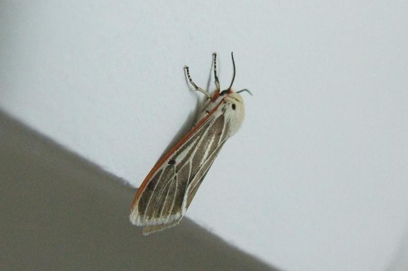 Fire Moth  , Copyrights 2006 Maulik Suthar; DISPLAY FULL IMAGE.