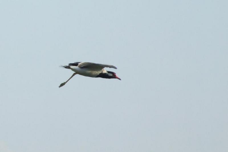 Red-wattled Lapwing (Vanellus indicus) , Copyrights 2006 Maulik Suthar; DISPLAY FULL IMAGE.