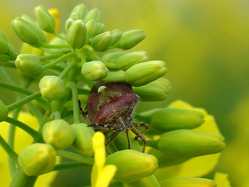 Dolycoris baccarum (Sloe Bug) {!--알락수염노린재-->; DISPLAY FULL IMAGE.