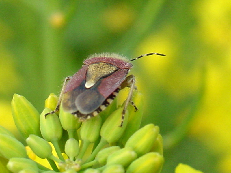 Dolycoris baccarum (Sloe Bug) {!--알락수염노린재-->; DISPLAY FULL IMAGE.