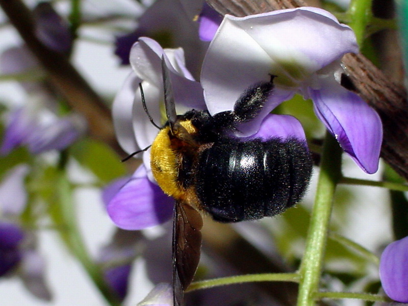 Xylocopa appendiculata circumvolans (Black Xylocopid) {!--어리호박벌-->; DISPLAY FULL IMAGE.