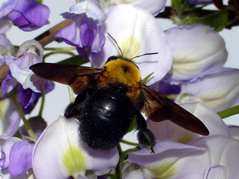 Xylocopa appendiculata circumvolans (Black Xylocopid) {!--어리호박벌-->; DISPLAY FULL IMAGE.