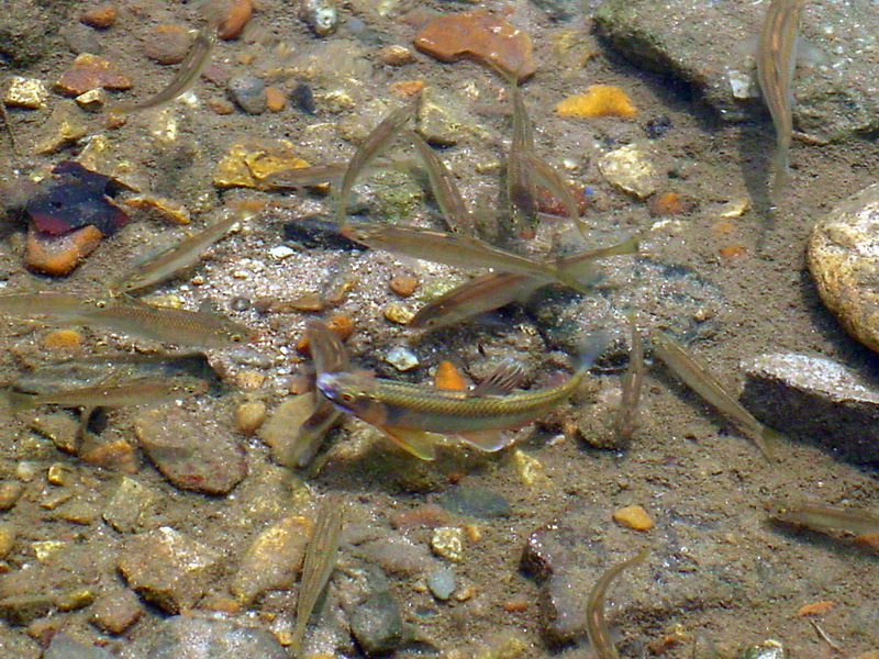 Zacco platypus (Pale Chubs' Spawning Ground) {!--피라미(산란장)-->; DISPLAY FULL IMAGE.