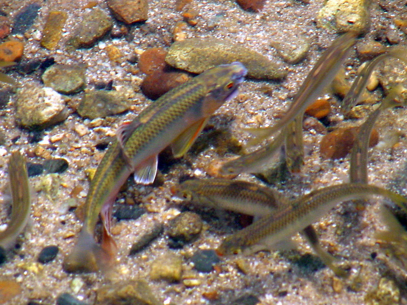 Zacco platypus (Pale Chubs' Spawning Ground) {!--피라미(산란장)-->; DISPLAY FULL IMAGE.