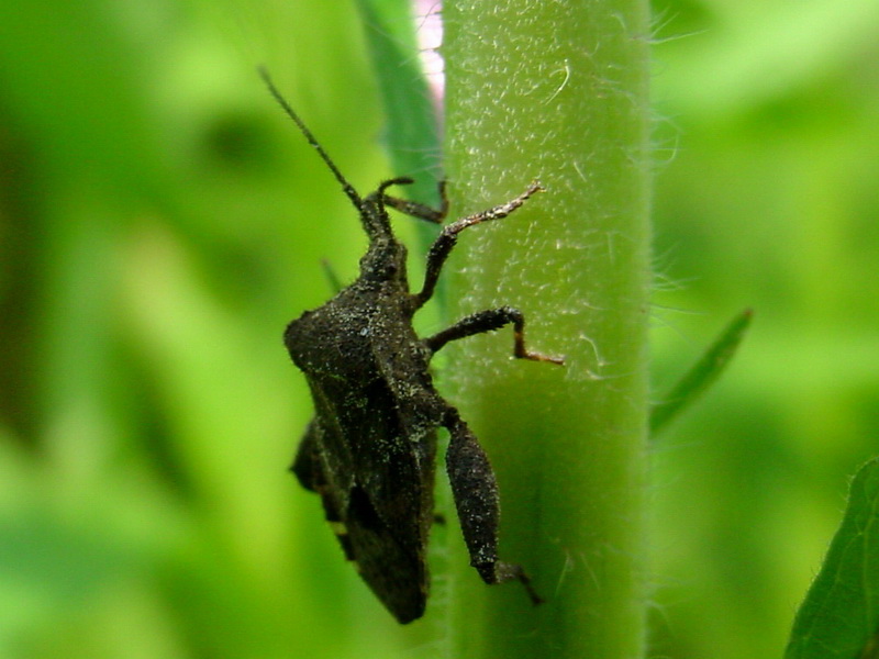 Stink Bug {!--대형 허리노린재류-->; DISPLAY FULL IMAGE.