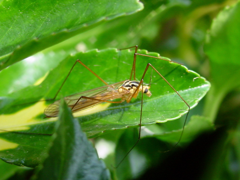 Nephrotoma virgata (Yellow Gnat) {!--황각다귀-->; DISPLAY FULL IMAGE.