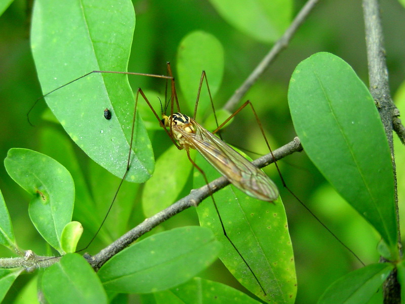 Nephrotoma virgata (Yellow Gnat) {!--황각다귀-->; DISPLAY FULL IMAGE.