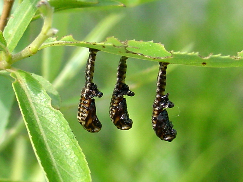 Pupae of Leaf Bugs {!--버들잎벌레의 번데기-->; DISPLAY FULL IMAGE.