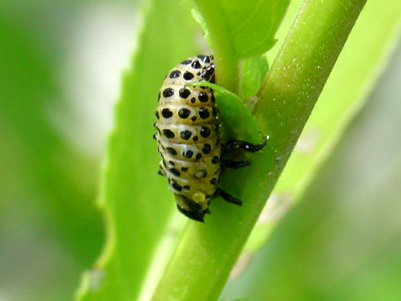 Larva of Leaf Bug {!--버들잎벌레의 유충-->; DISPLAY FULL IMAGE.