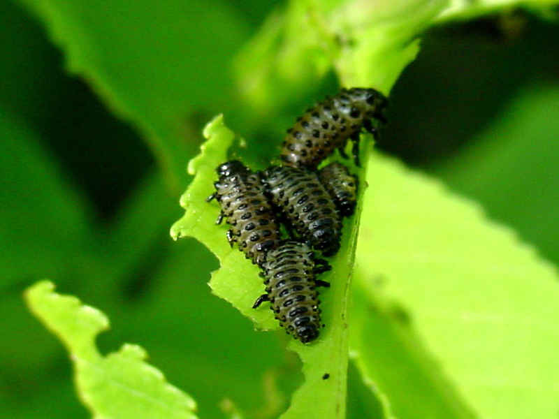 Larvae of Leaf Bugs {!--버들잎벌레의 유충-->; DISPLAY FULL IMAGE.