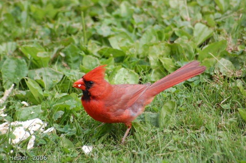 Front Yard Critters; DISPLAY FULL IMAGE.