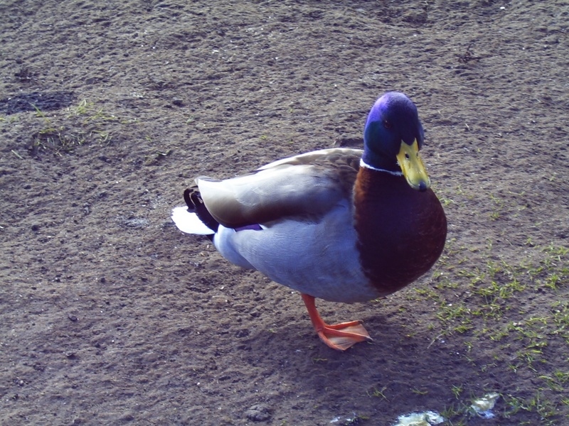 Mallard from Wick; DISPLAY FULL IMAGE.